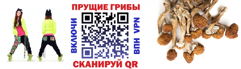 Галлюциногенные грибы Cubensis  Новосиль 